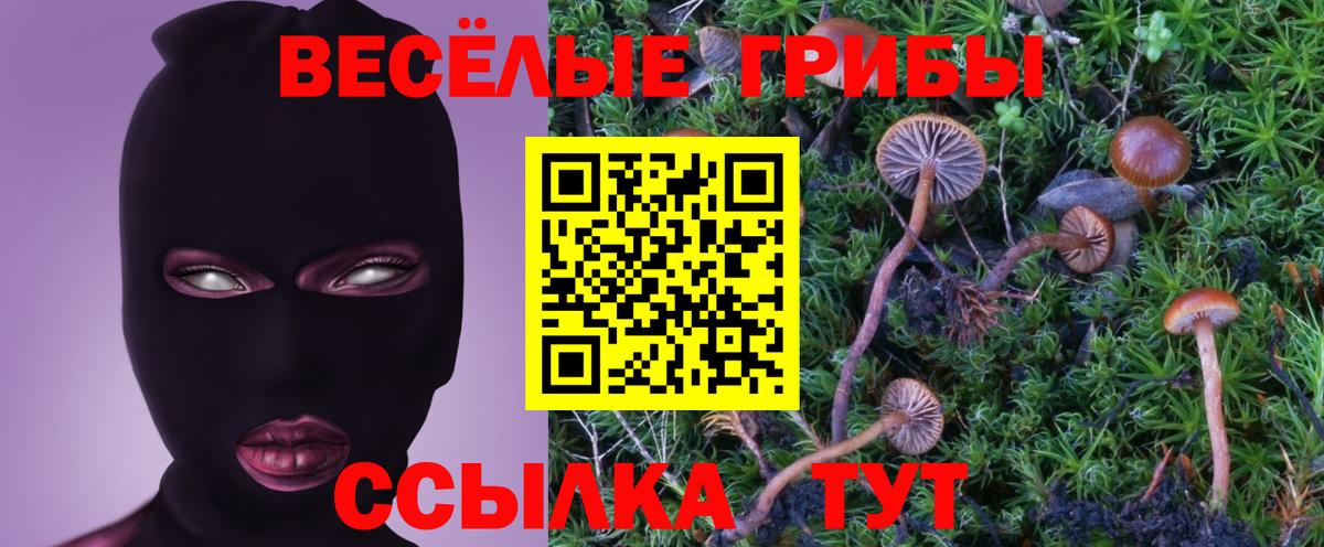 Псилоцибиновые грибы Psilocybine cubensis Реутов